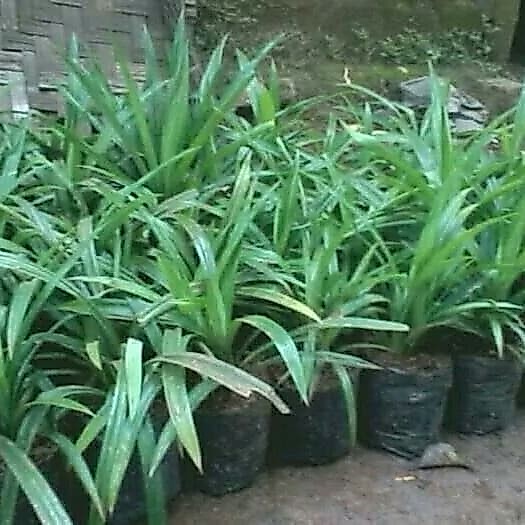 daun pandan bisa bibit juga