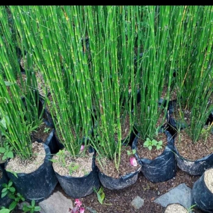 selalu Promo Bambu air tanaman cod