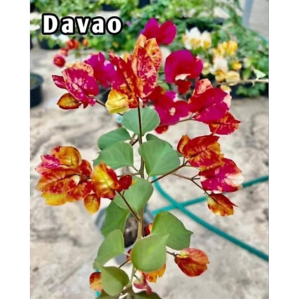 bunga burgenvile jenis davao