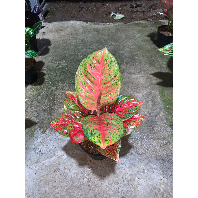 AGLONEMA WULANDARI