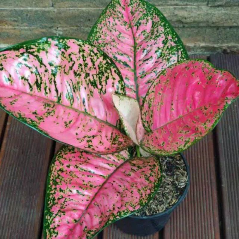 TANAMAN HIAS AGLONEMA RUBY PINK