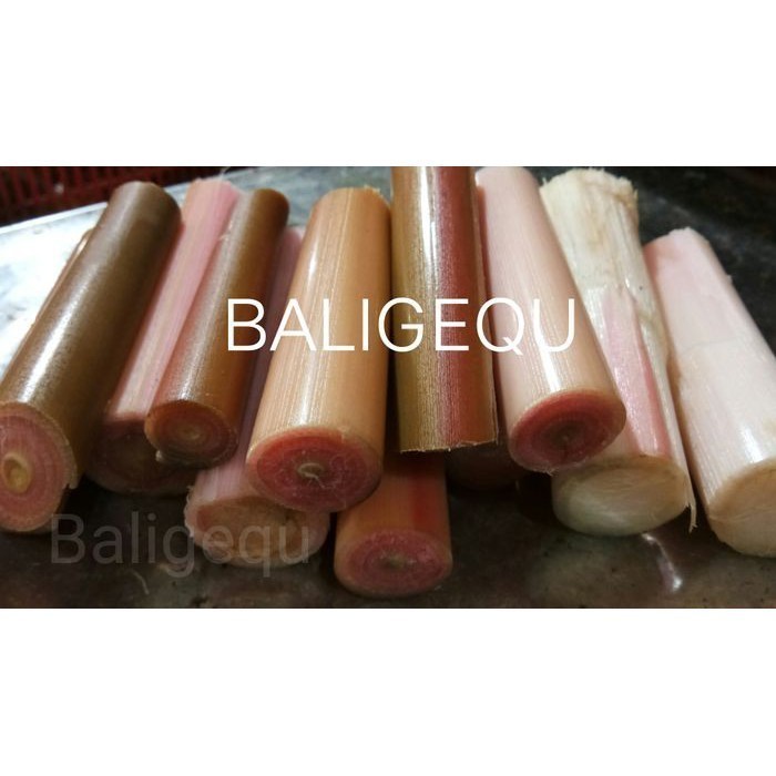 Batang Kecombrang/Kincung/Rias