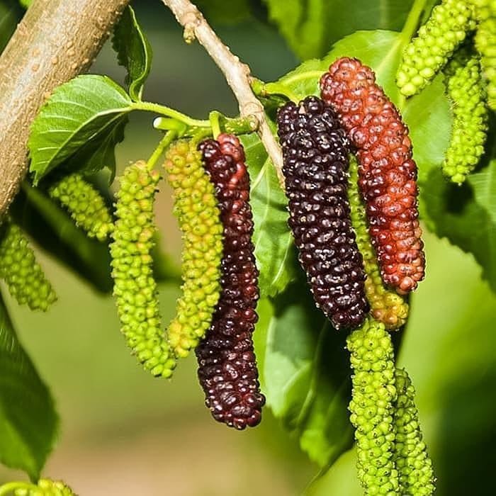 bibit tanaman buah long murbei
