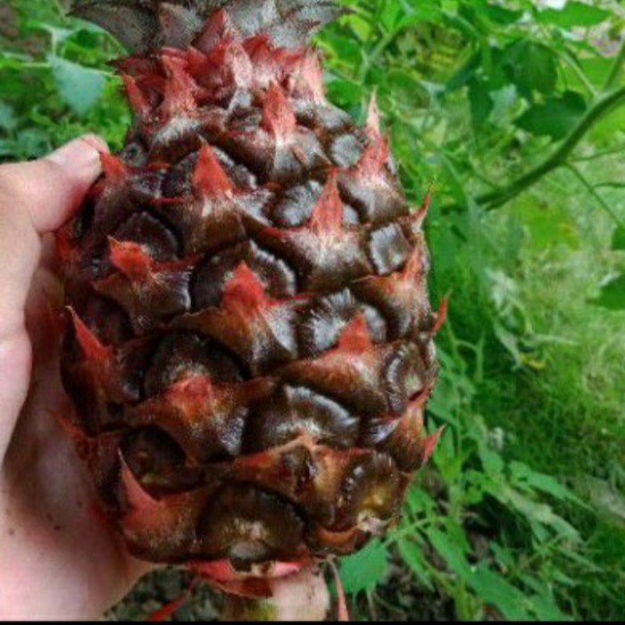 Nanas Muda Pelancar Haid,Dll