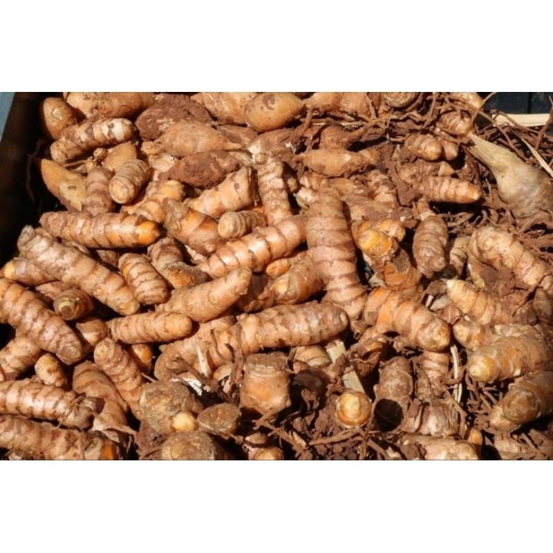 KUNYIT/KUNYIT SEGAR/CURCUMA LONGA/1kilo
