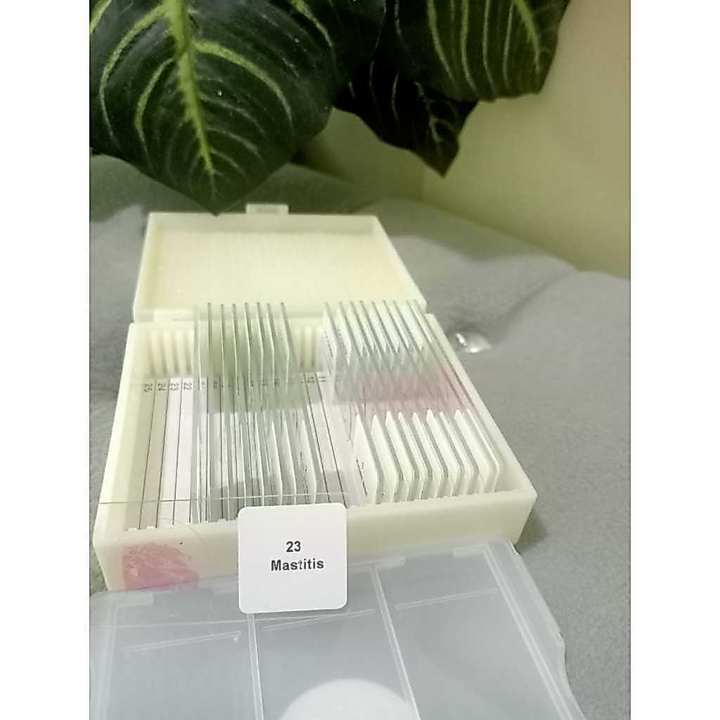 Preparat Mastitis ( Infeksi Payudara ) china