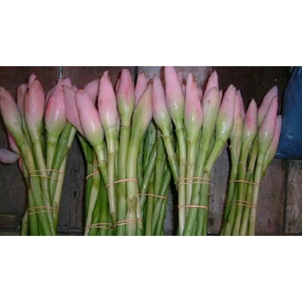 Terbaik Bunga Kecombrang Rombeh / Comrang / Bunga Honje Segar