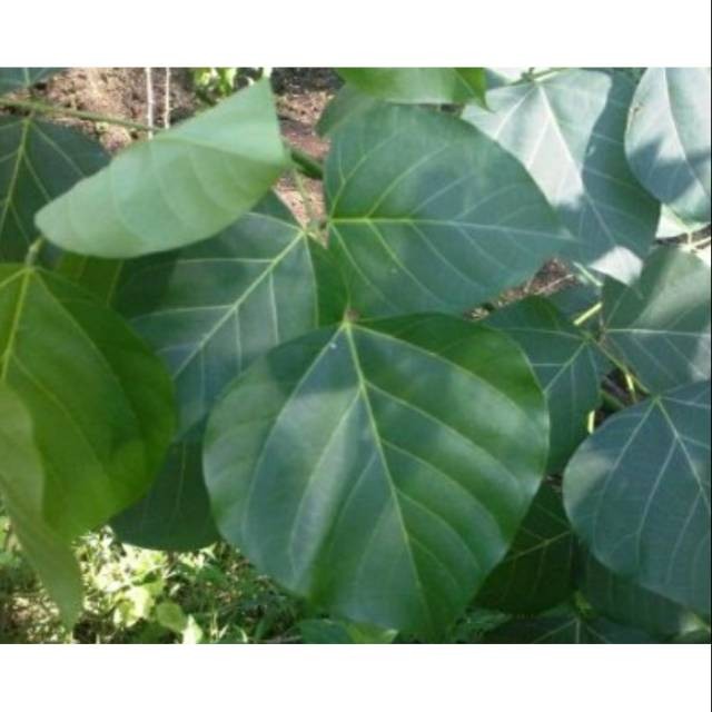 Kampung Kuring12 Daun dadap segar