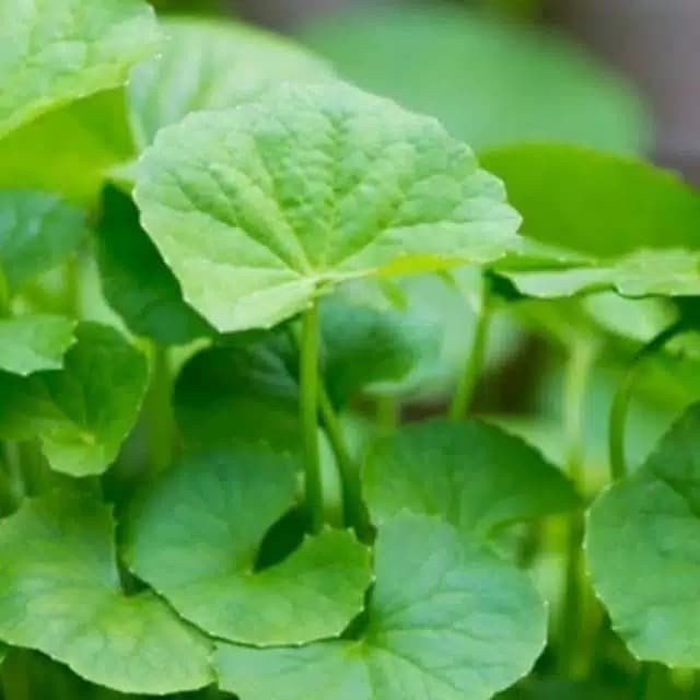 herbal daun pegagan 250 gram
