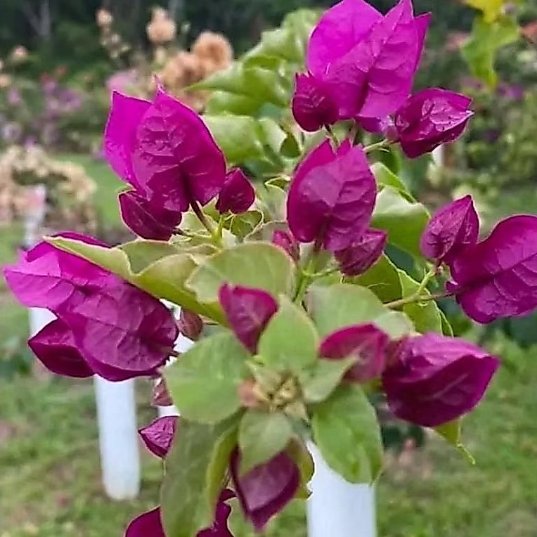 bibit bugenvil dark one (ori)