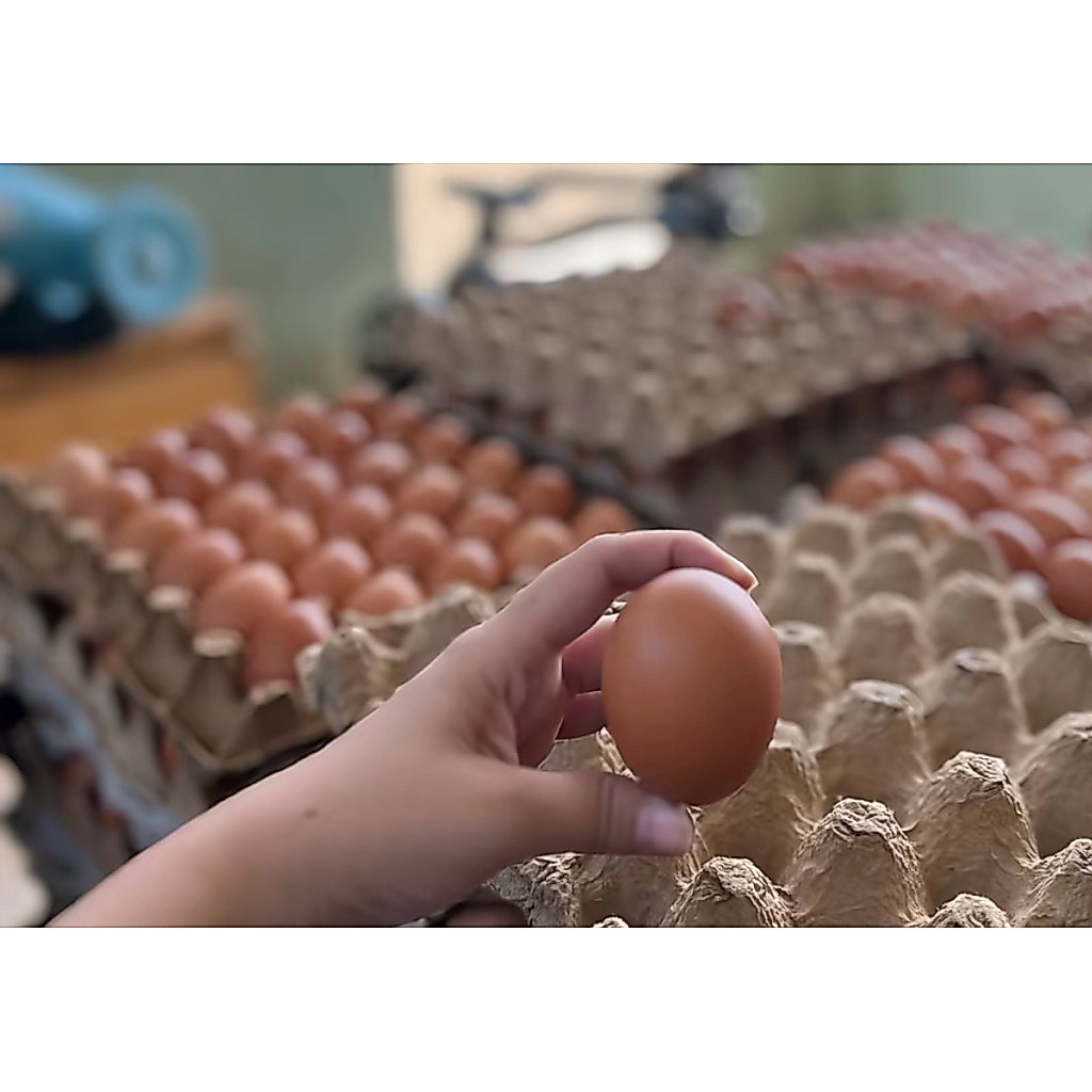 Telur ayam fresh