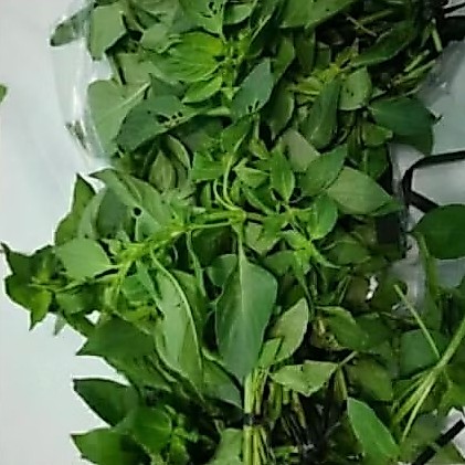 Daun kemangi