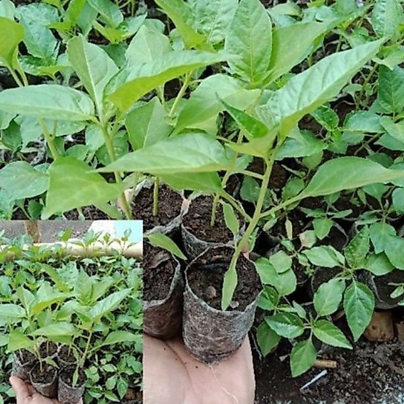 BIBIT HIDUP - Bibit Cabe Rawit Setan Siap Tanam