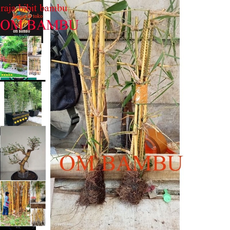 bibit bambu kuning mini paket isi 5 biji