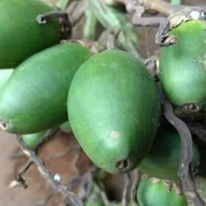 (COD) buah pinang muda 500 grm