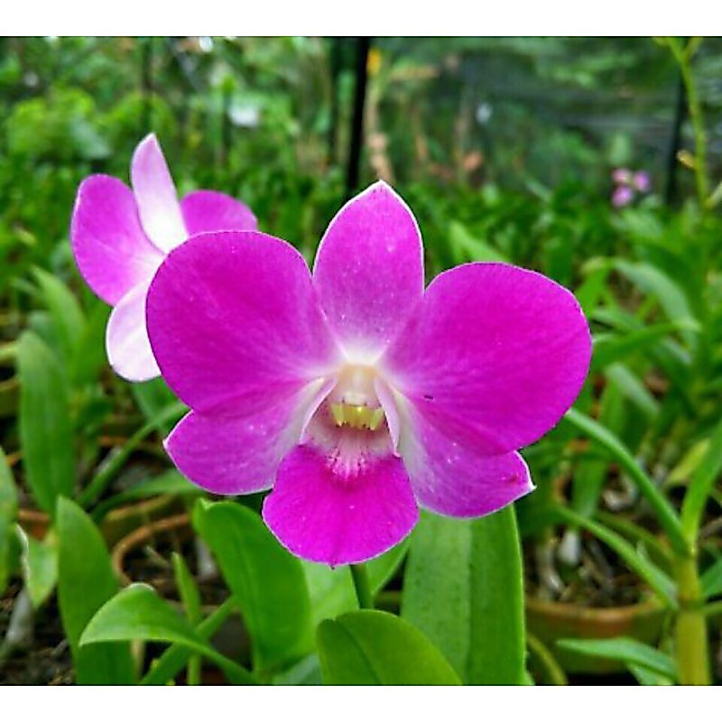 Dendrobium Sasithorn Pink