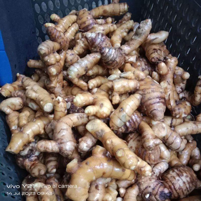KUNYIT PUTIH/TEMU PUTIH SEGAR FRESH