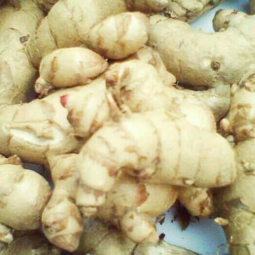 Bisa cod REDY 1kg Temu putih segar cod SPL