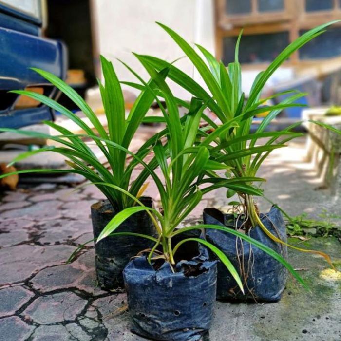 Bibit Pandan Wangi Mudah Tumbuh