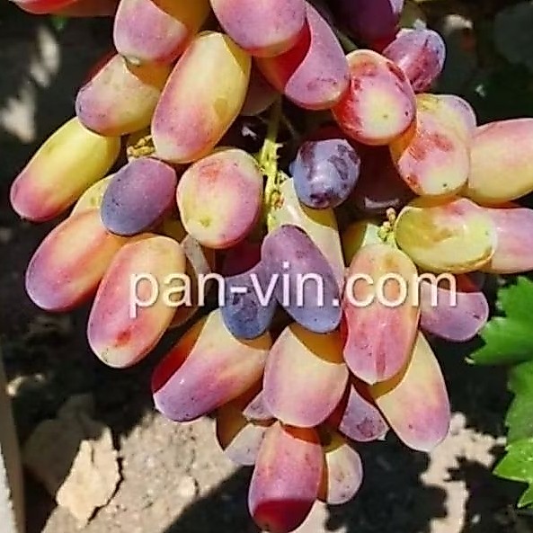 Bibit Anggur Import Maria