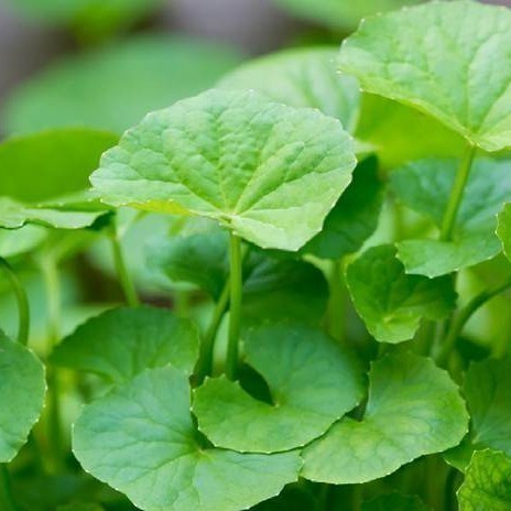 Promo COD pegagan /antanan segar per 1kg