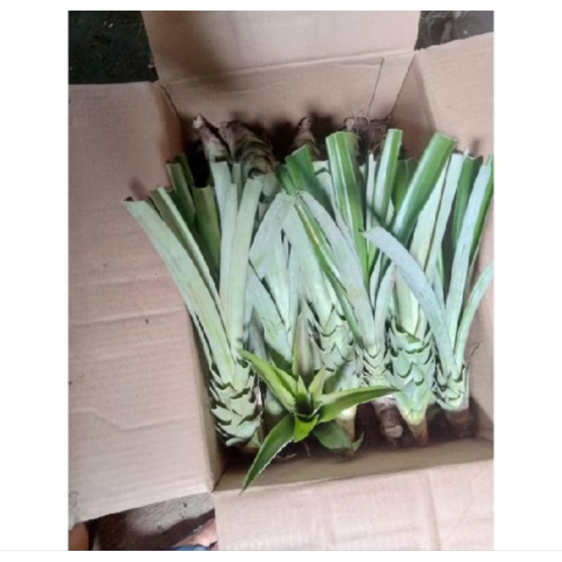 bibit nanas madu hitam