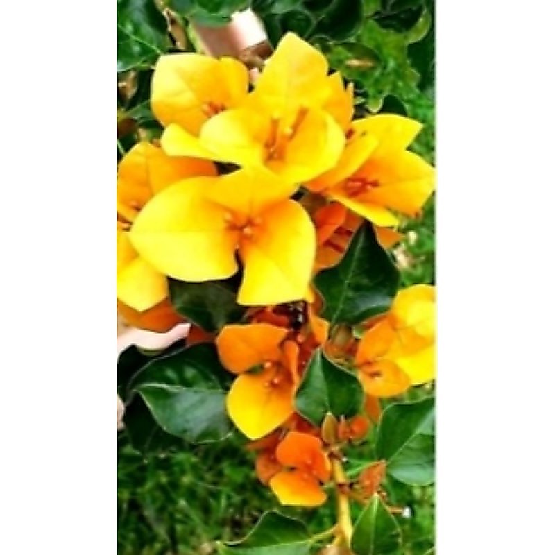 bogenville Monalisa kuning