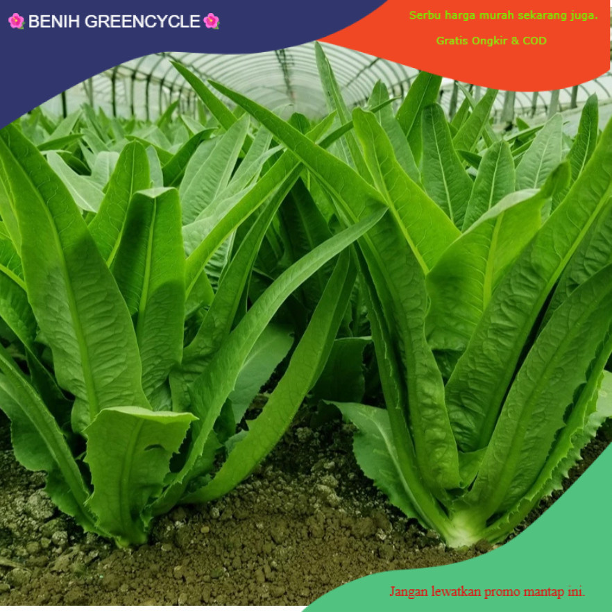 BG898 Bibit Siomak Selada Wangi (manis)