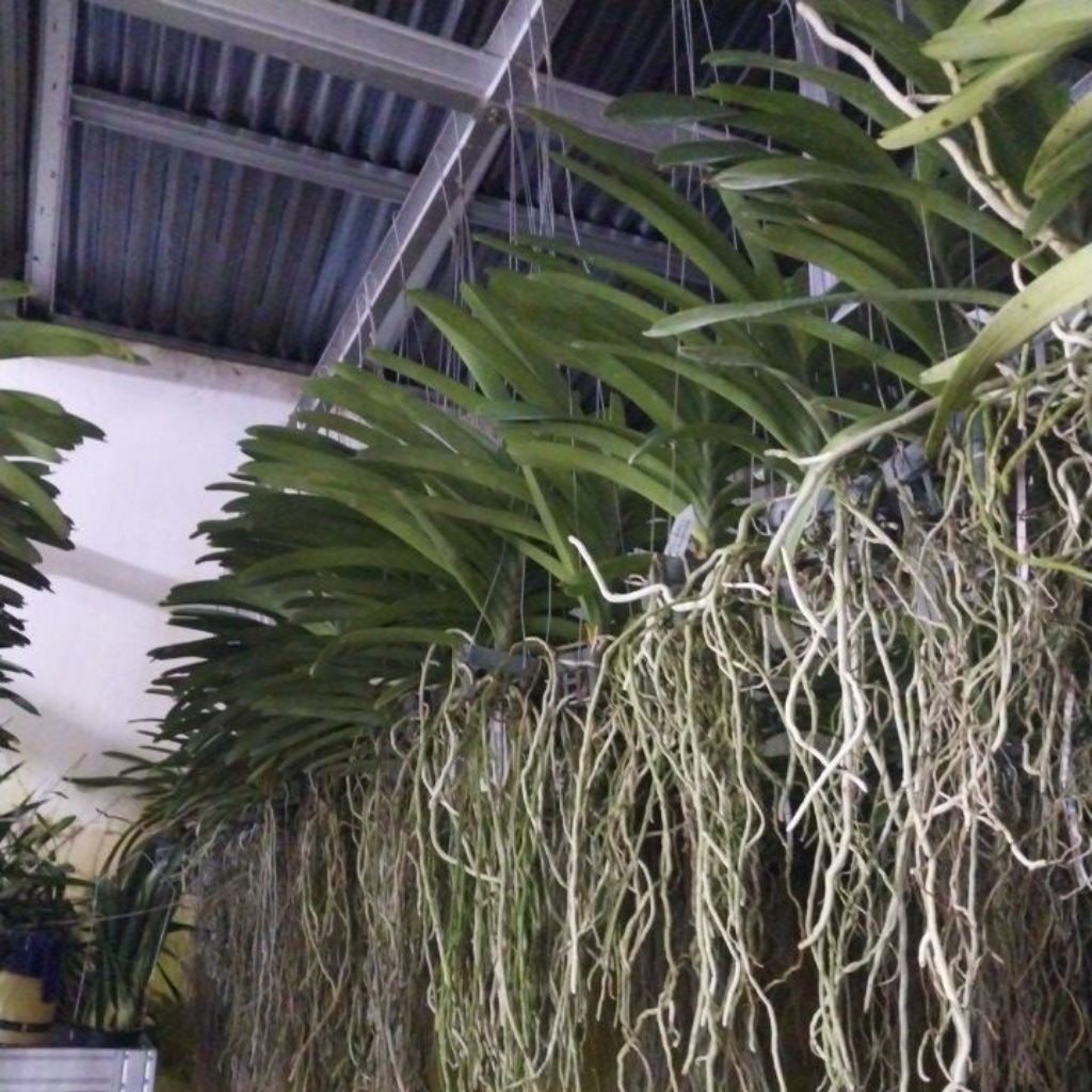 Vanda dewasa note 30k
