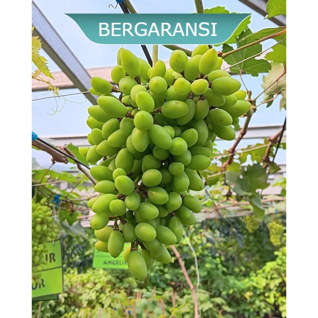 bibit anggur import heliodor - CHETOZ