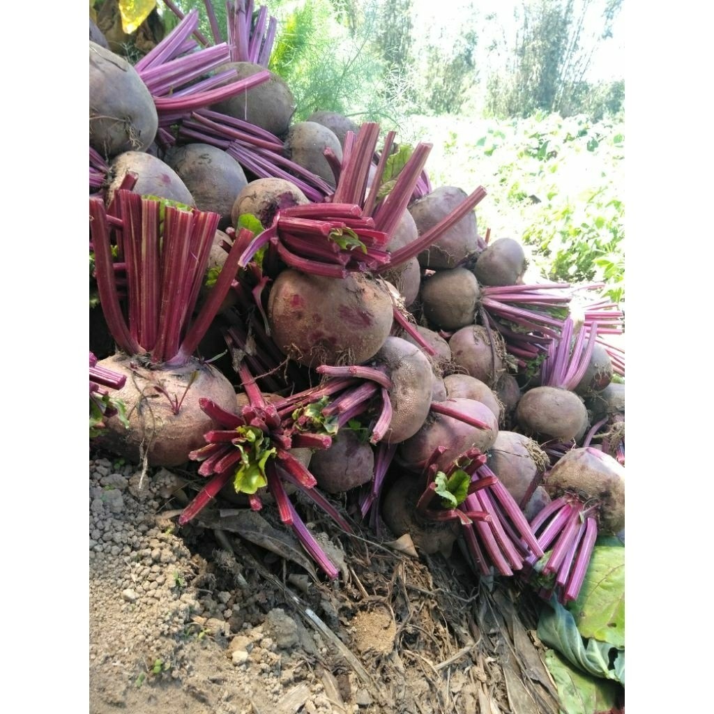 Buah Bit Segar 1KG