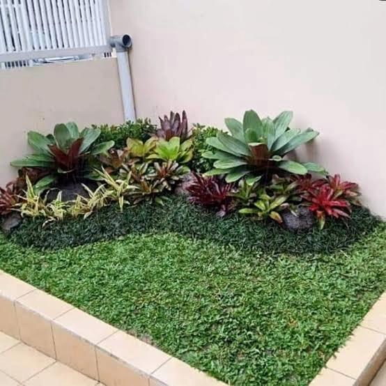 Taman kecil bromelia