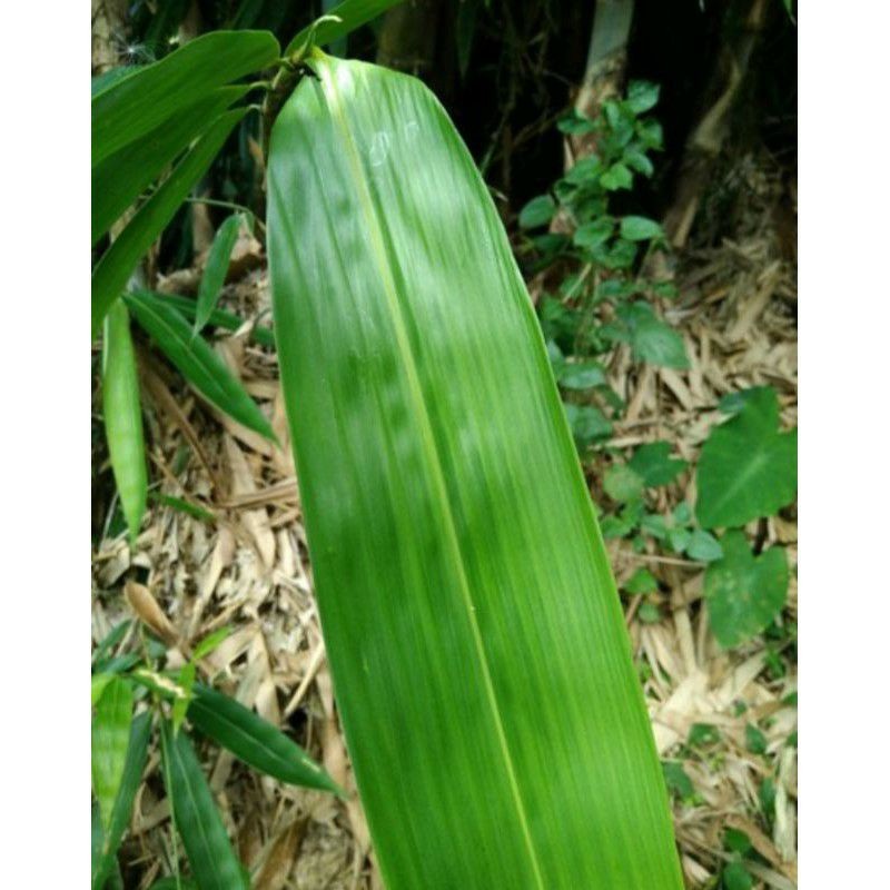 Daun Bambu Kwalitas Super 120