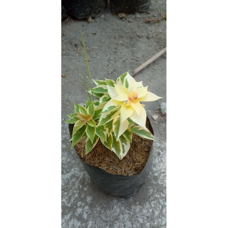Bugenvil Albino sgp