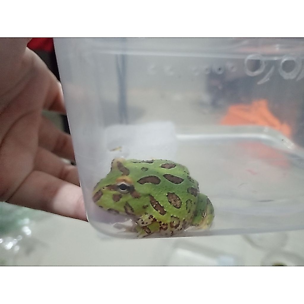 Pacman fr0g *khusus batam + baca deks