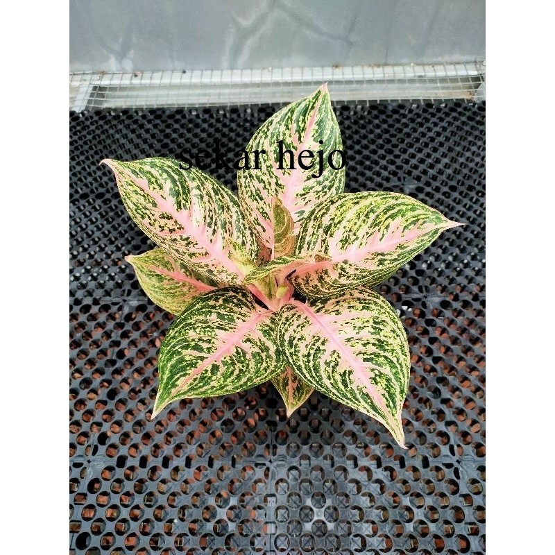 aglonema PAULINA