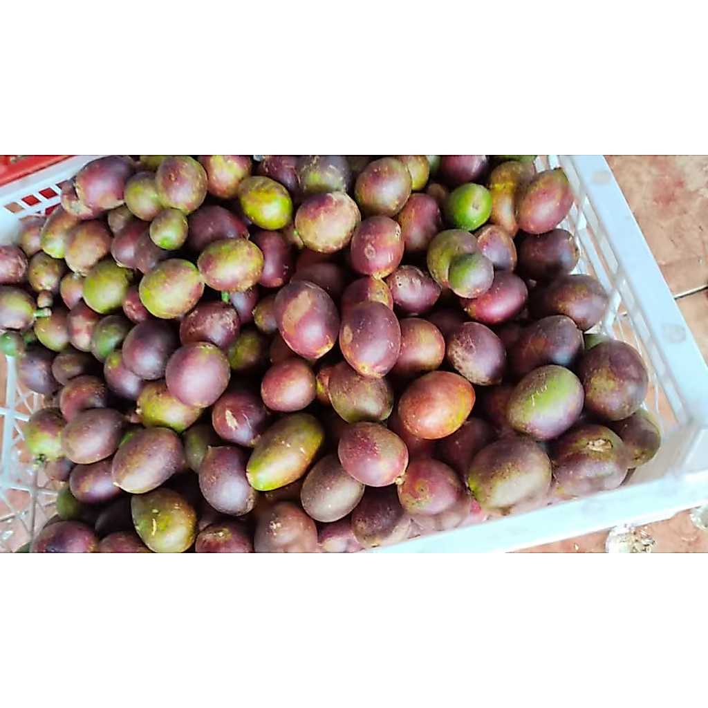 MATOA 500gr