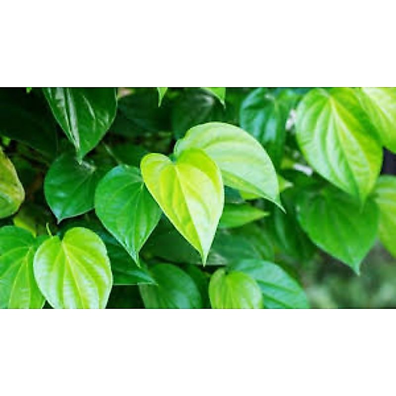 Daun Sirih segar
