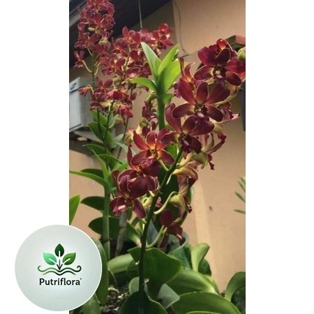 NEW!! anggrek dendro elder besar