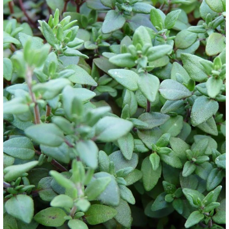 BW123 Bibit Benih Herb Common Thyme