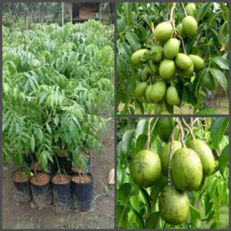 Bibit Kedondong Mini Super Cepat Berbuah