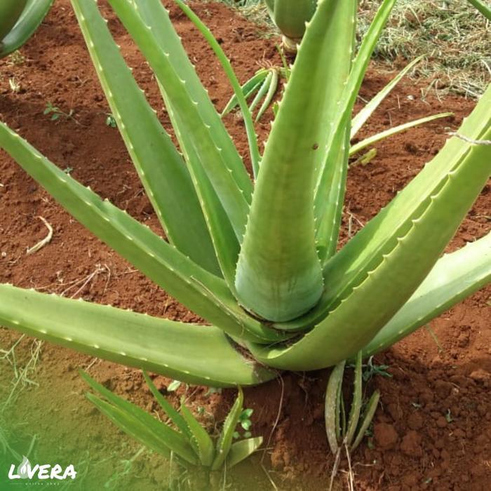 Bibit lidah buaya sinensis