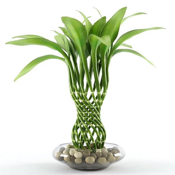 Terlaris - 2 Stek Bibit Bambu Hoki