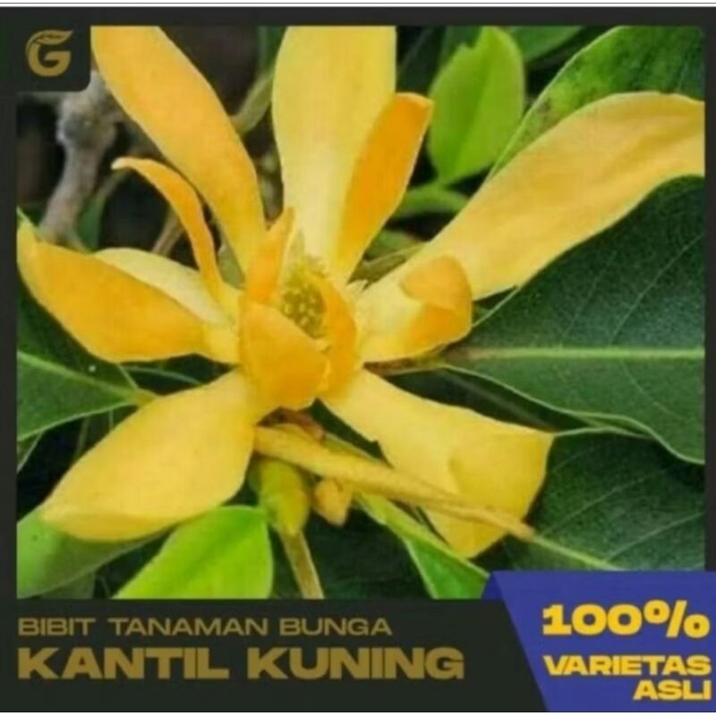 Bibit Bunga Kantil Kuning Beli 5 Gratis 1