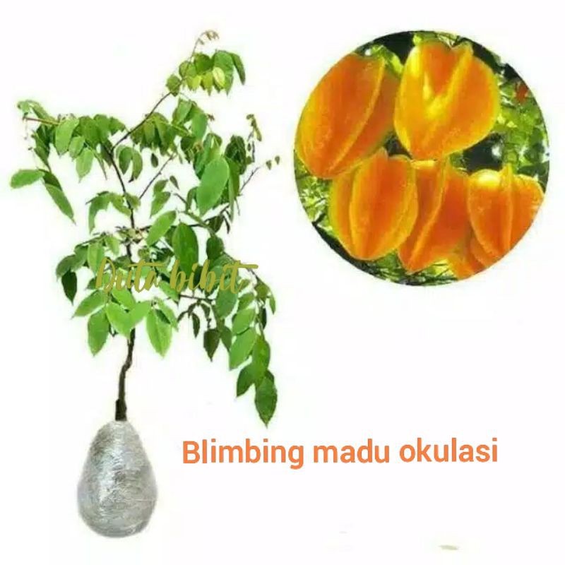 blimbing madu okulasi