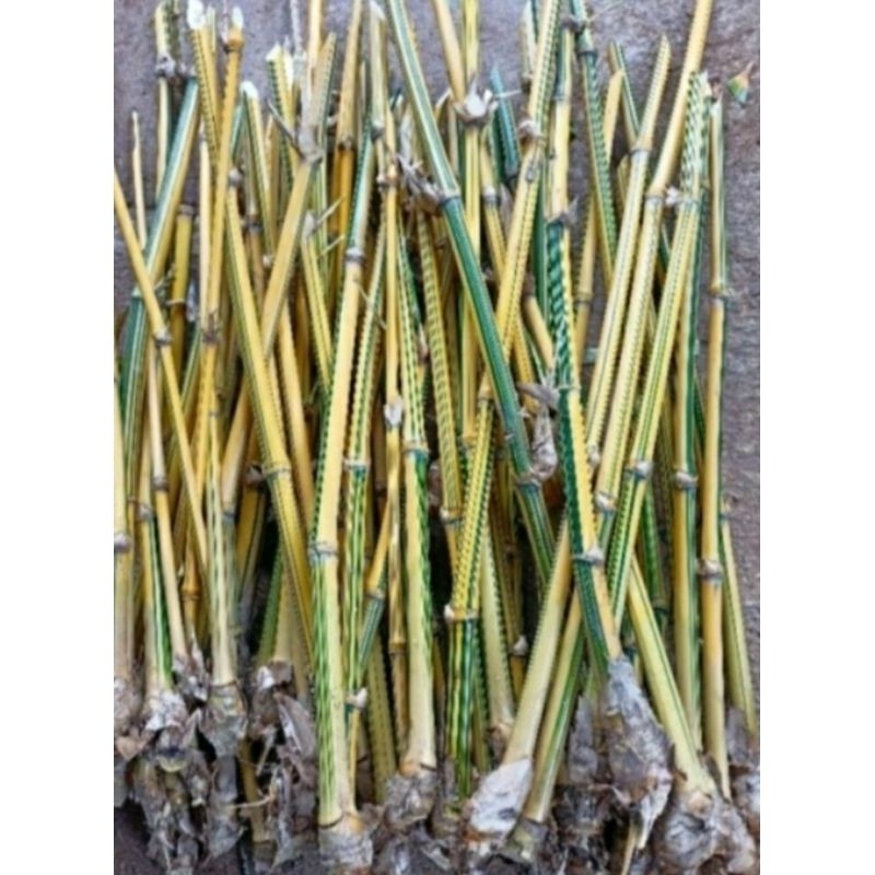 jual bambu kuning bibit bambu kuning setek bambu kuning