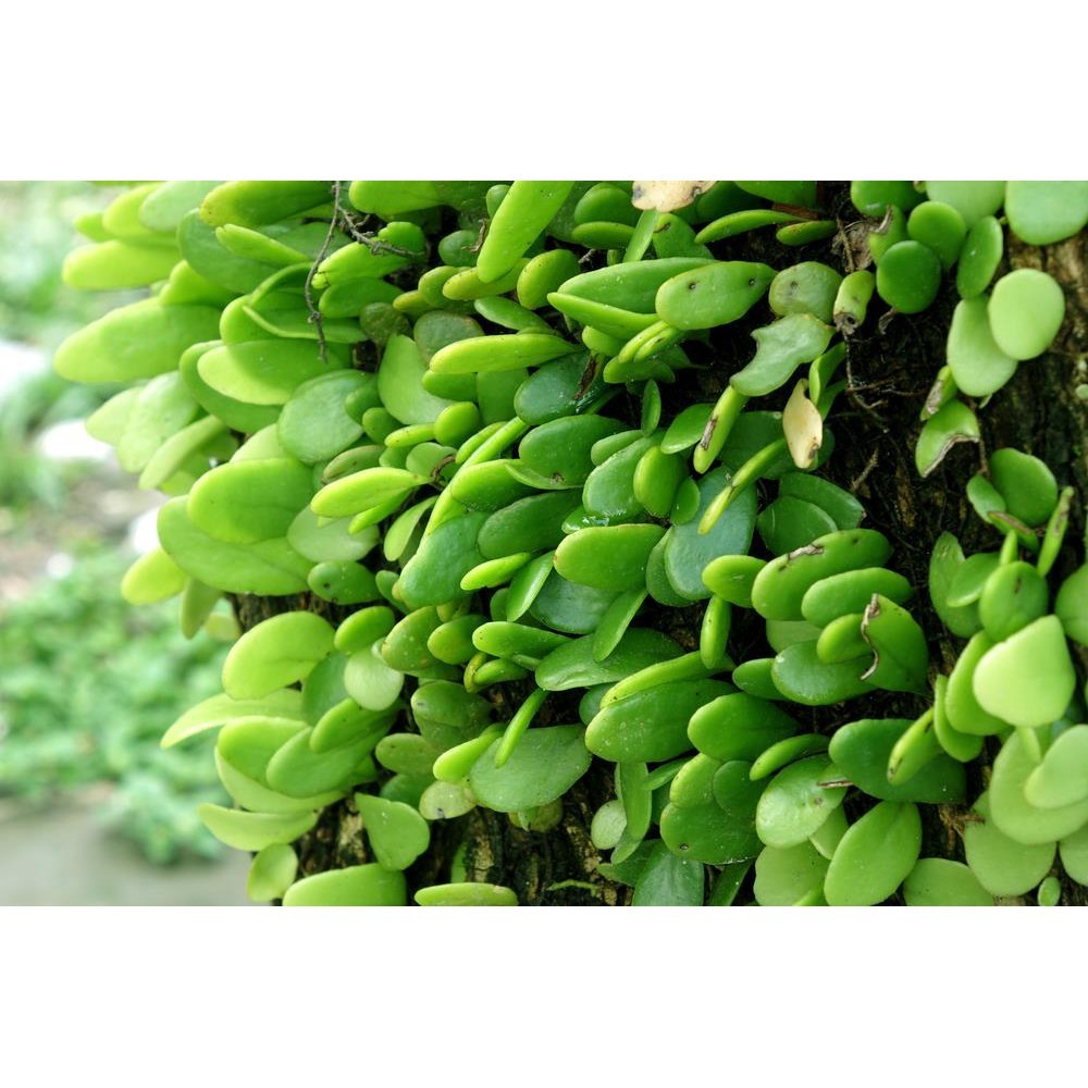 Daun Picisan/Sisik Naga Fresh
