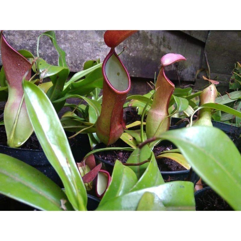 New Promo Kantung Semar/nephantes gracilis COD RN