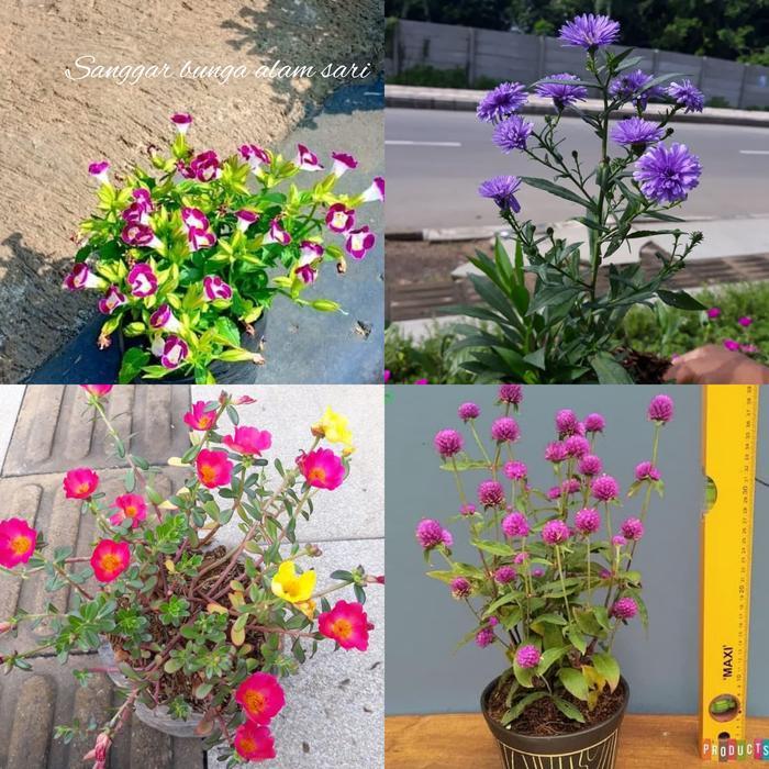 Paket Hemat Tanaman 4 PCS Berbunga