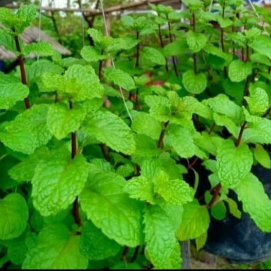 tanaman mint herbal